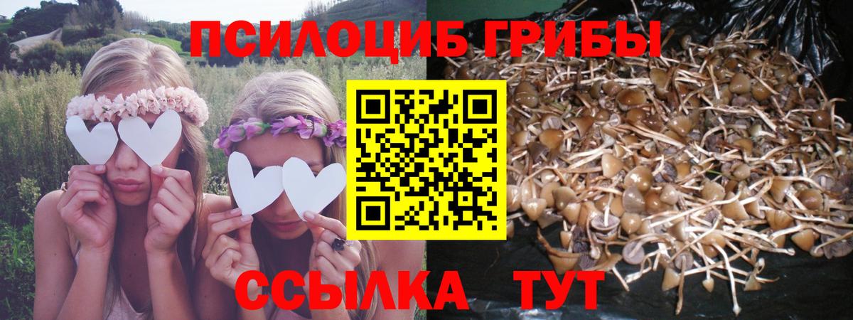 цена наркотик  Галлюциногенные грибы Psilocybe  Вход с VPN  Карачаевск 